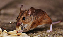 24 Hour & Emergency Exterminators in Beldenville, WI